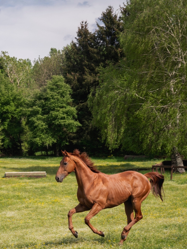 Centro Equestre San Giorgio Cavallo