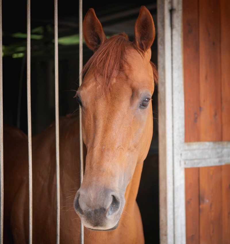 Centro Equestre San Giorgio Servizi Servizio di gestione Leonardo Thematic